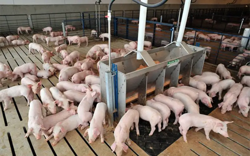 Air Filtration in Pig Farm Nursery Housing – A Comprehensive Guide