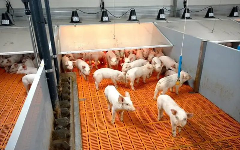 Air Filtration in Pig Farm Nursery Housing – A Comprehensive Guide