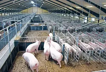 Air filtration in swine pig Fattening housing