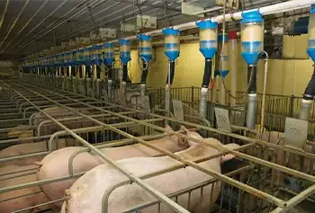 Air filtration in swine pig Gestation Housing