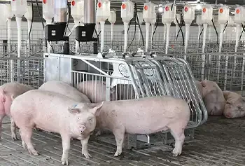Air filtration in swine pig Multi-Purpose Housing