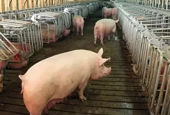 Air filtration in swine pig breeding housing