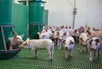 Air filtration in swine pig nursery housing