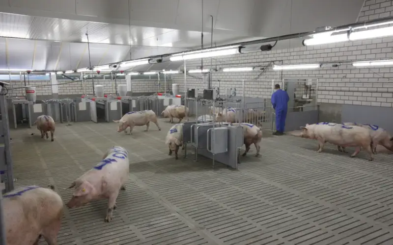 Boost Pig Growth with Fattening Housing Air Filtration