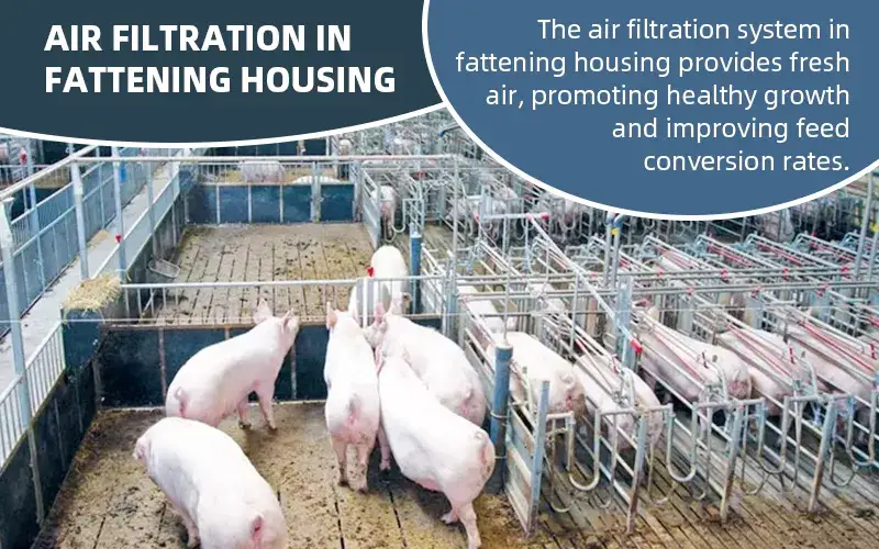 Boost Pig Growth with Fattening Housing Air Filtration