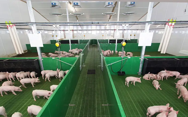 Boost Pig Growth with Fattening Housing Air Filtration 