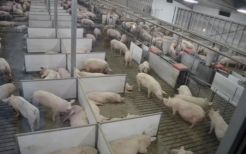 Enhance Pig Farm Profits with Breeding Air Filtration