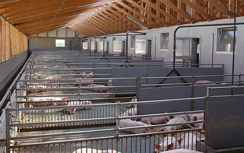 Enhance Pig Farm Profits with Breeding Air Filtration