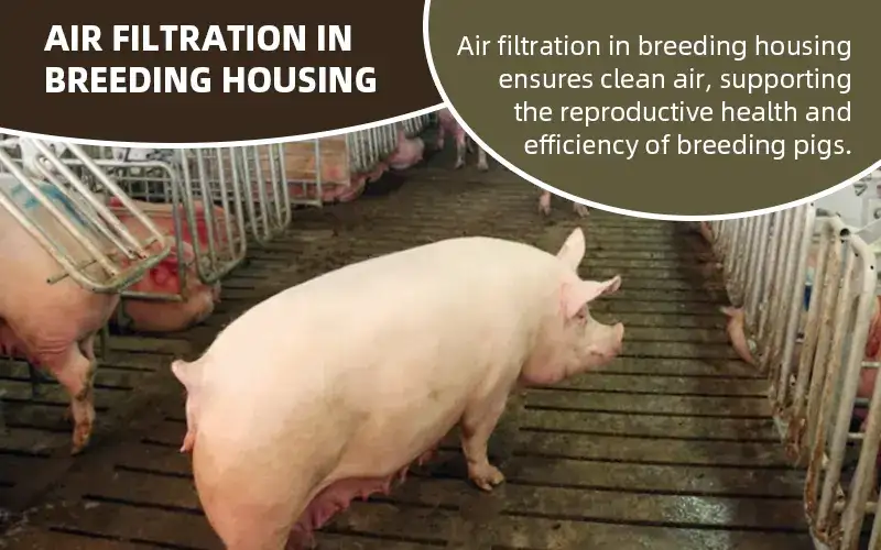 Enhance Pig Farm Profits with Breeding Air Filtration