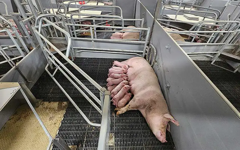 Farrowing Housing Air Filtration Benefits and Systems