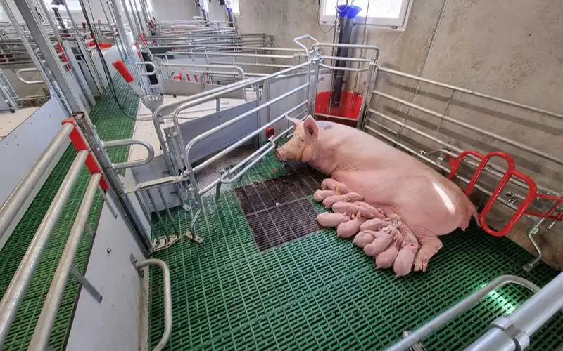 Farrowing Housing Air Filtration Benefits and Systems