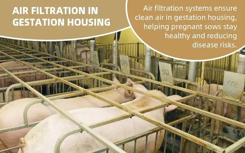 Healthy Sows: Air Filtration in Pig Gestation Housing