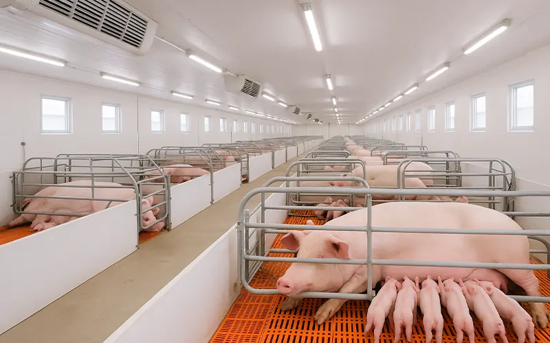 Unmasking Blue Ear Disease (PRRS) Understanding the Invisible Threat to Your Herd